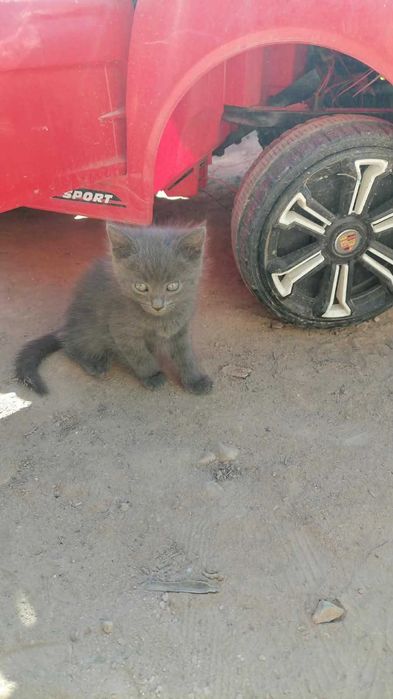 Отдам котят  в добрые руки