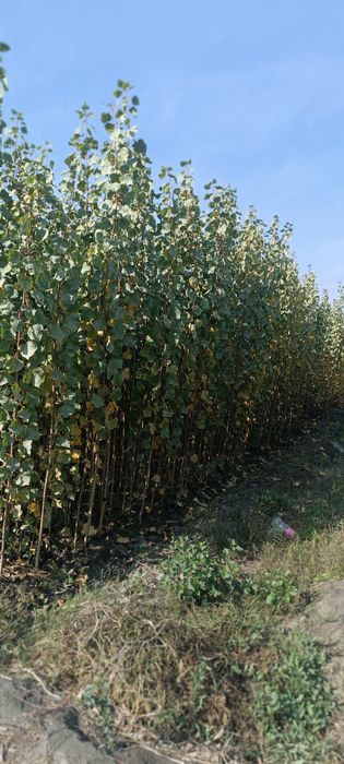 Terak koʻchatlari optim