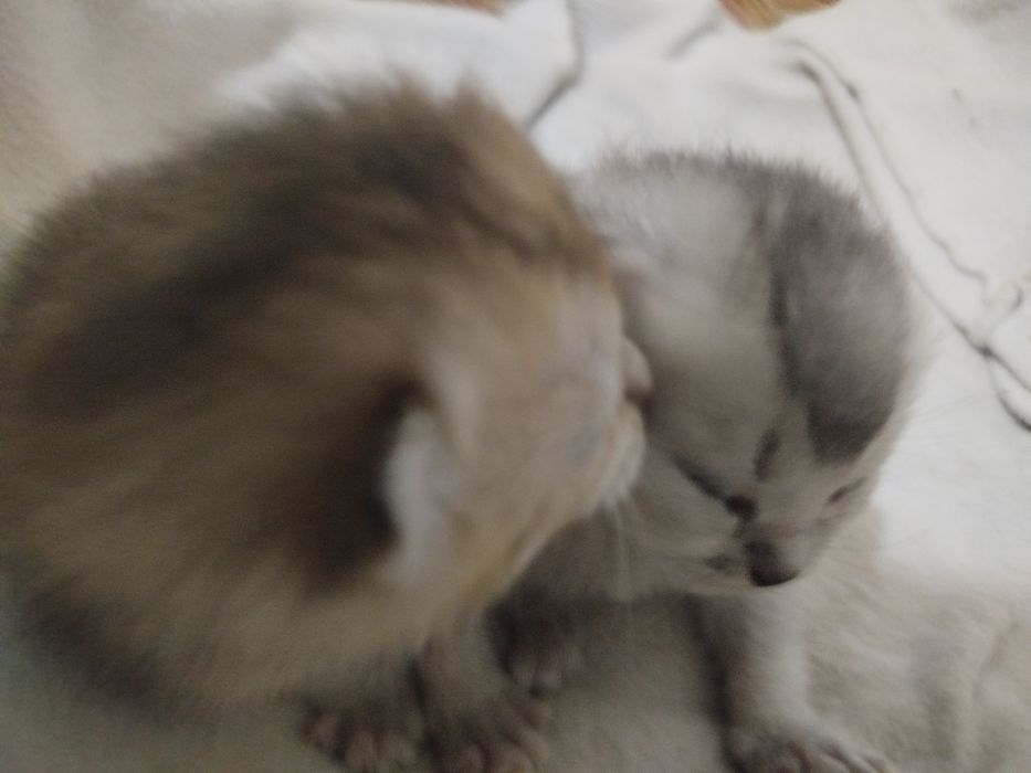 Mushuk bolasi fold sotiladi