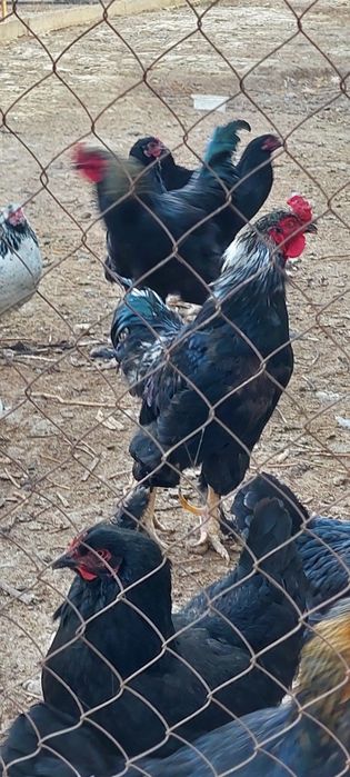 Куры домашние несушки