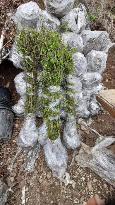 Vand Gard Viu/Lemn Câinesc