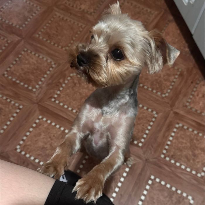 йоркширский терьер вязка