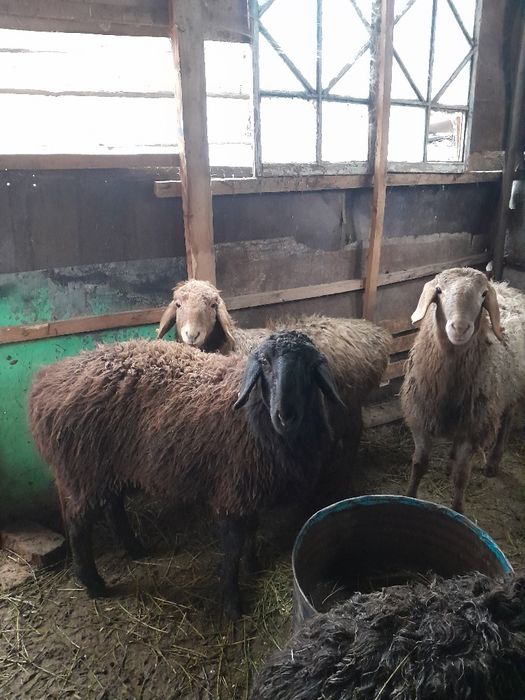 Молодые барашки 11 месяцев мясо стальной породы.