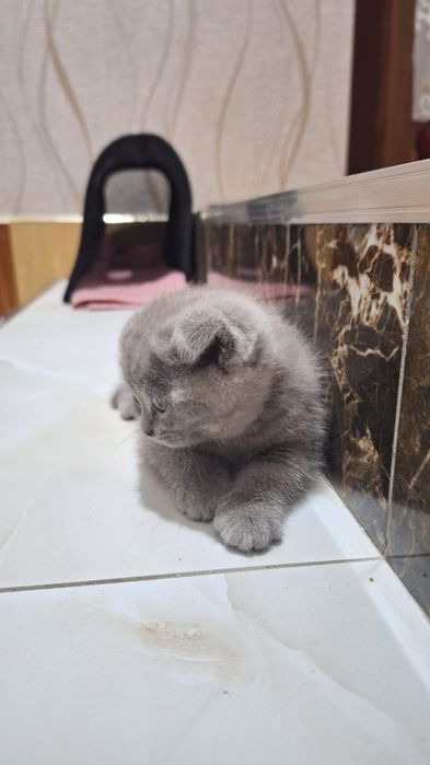 Кошка котята. ): Mushuk