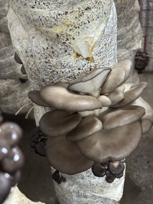 Qo’ziqorin sotiladi