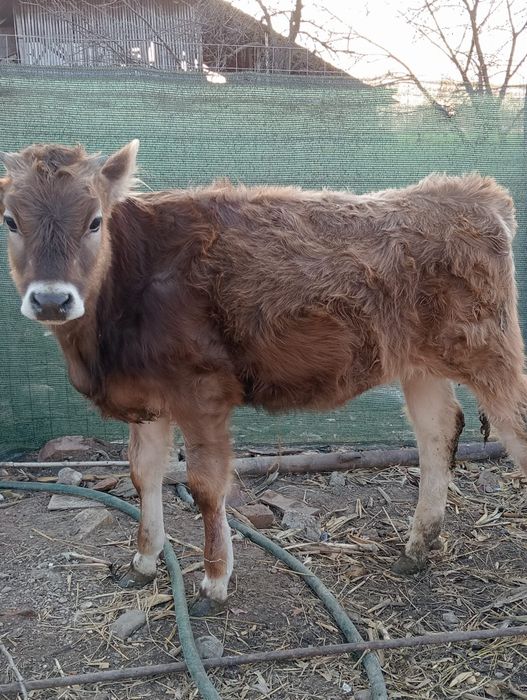 Vând preț două vițele 1100 de euro