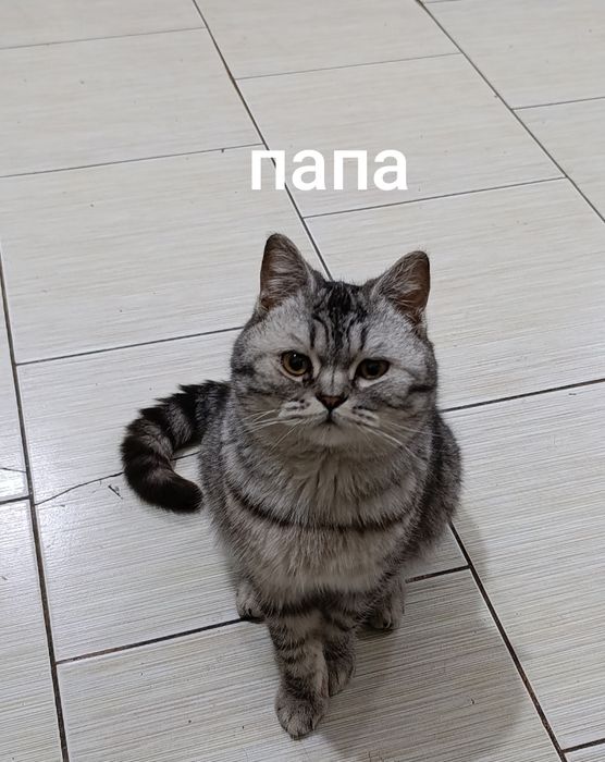 котенок скотиш страйт