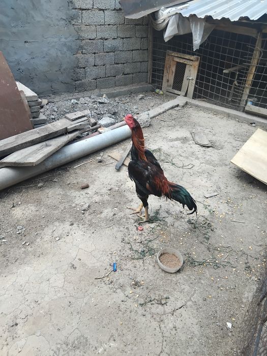 Dakan xoroz sotiladi
