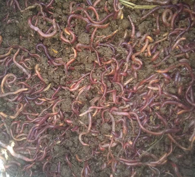 Chuvalchang Baliq Ovi Uchun