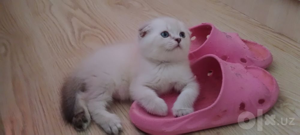 Роскошные Шотланские котята мальчики и девочки чистокровные