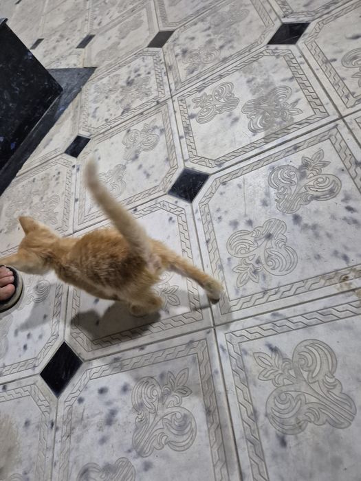 котенок отдам даром