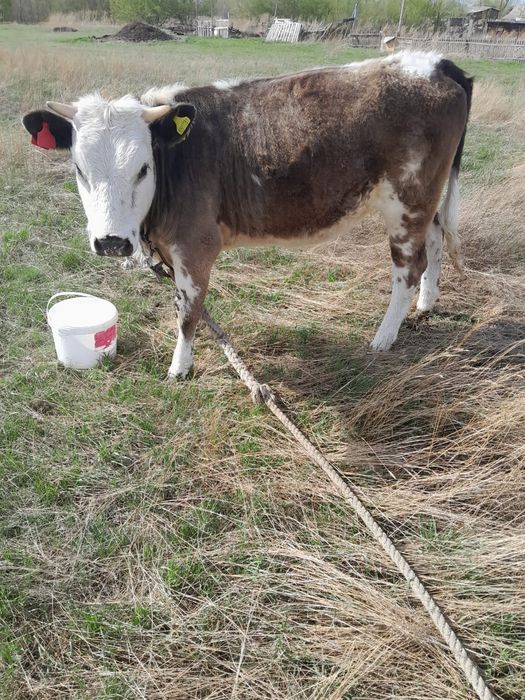 Продам телочку 1.2