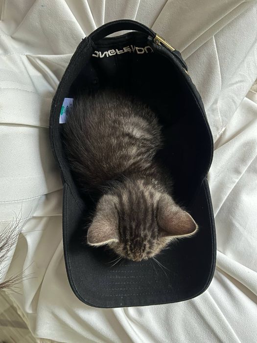 Котята чистые, игривые, ласковые