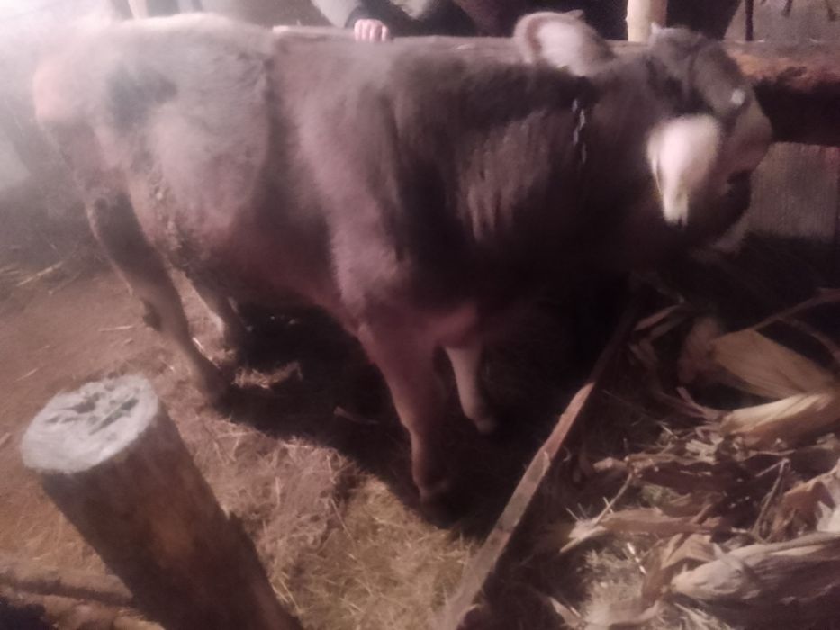 Tauras  brun de Maramureș