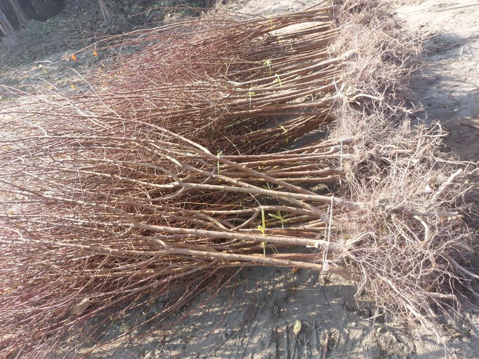 Мевали кучатлар бор. Олма нок урик гилос сотилади