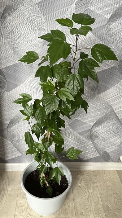 Комнатные цветы разные