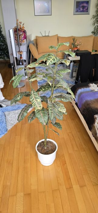 Изкуствено декоративно дърво