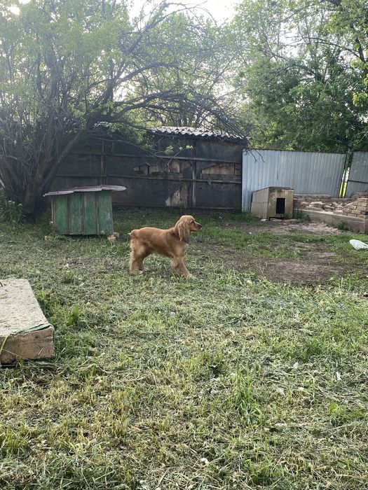 Англ..Спаниель мальчик