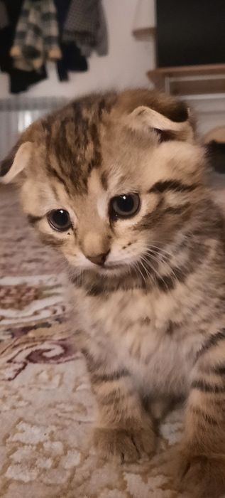 Котенок 4-6 недель