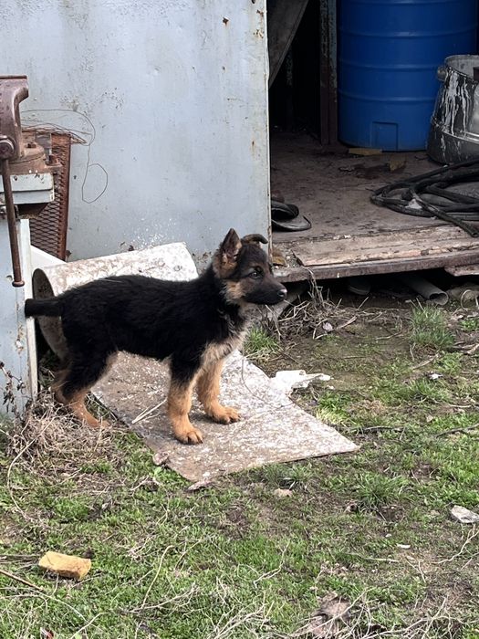 Немецски овчарка щенок
