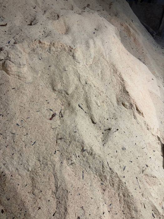 Продам сухие опилки