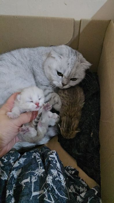 Она бола серебристый шиншилла