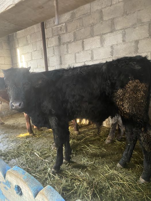 Бычки пододистые