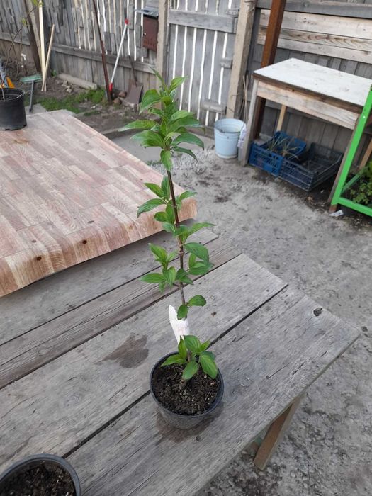 Дрян  - жълт за 14лв  и червен за 30лв