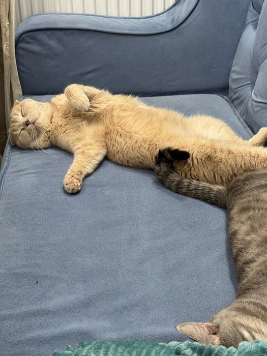 Sotiladi skotish fold ogilbola