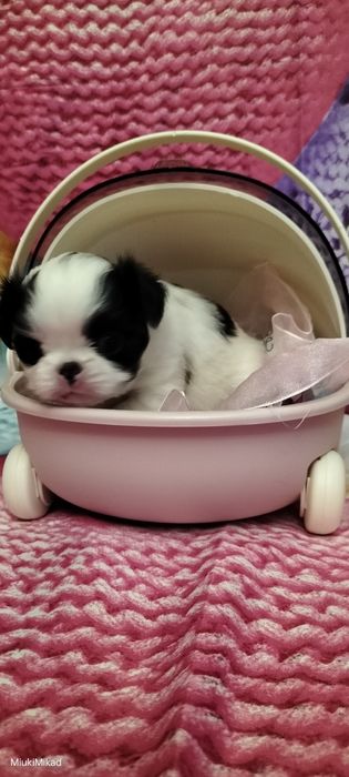 Девочка японского хина.