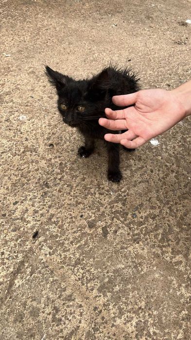 Ищем дом для котенка
