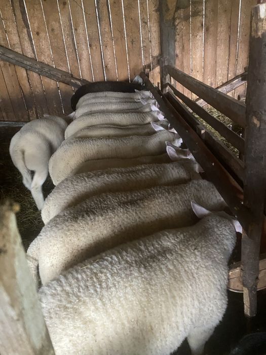Miei texel. Din parinti cu origine!