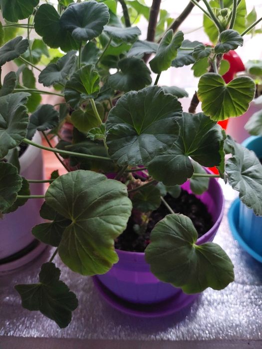 Герань Комнатные цветы