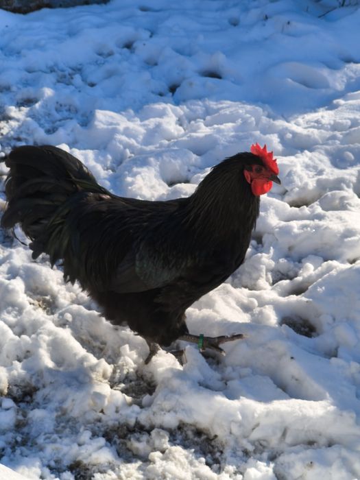 Cocoș Australorp