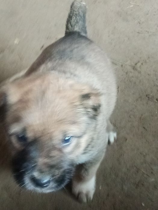 Ұрғашы алабаи күшік сатылады