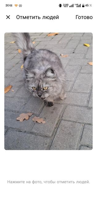 Отдаётся кошка только в надёжные руки