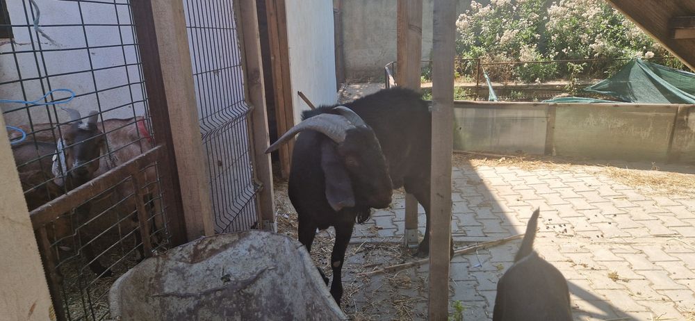 De vanzare TAP rasa  Anglo-nubiană