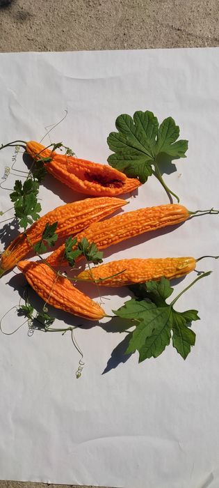 Castravete amar marmodica