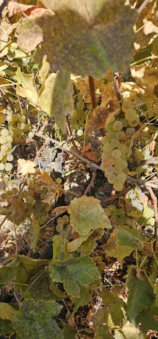 Struguri de vin