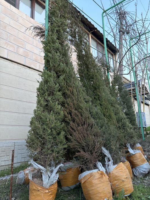 Шырша, арша жеткізу бар. Елка