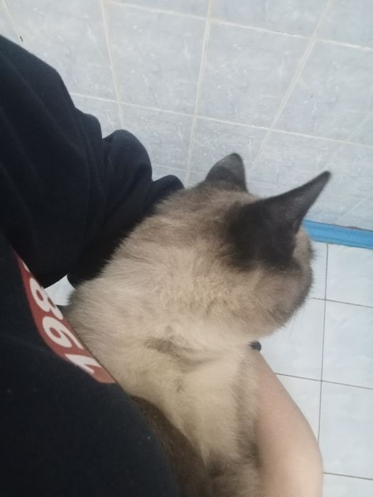 Сиамская кошка.С