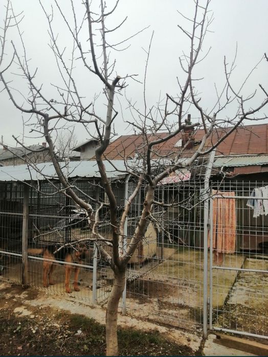 Toaletare pomi fructiferi Ploiesti