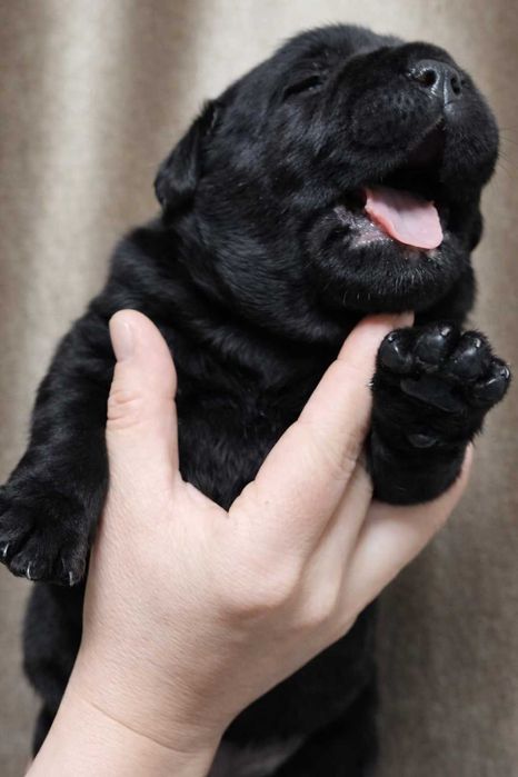 Продам щенков Лабрадоров черные