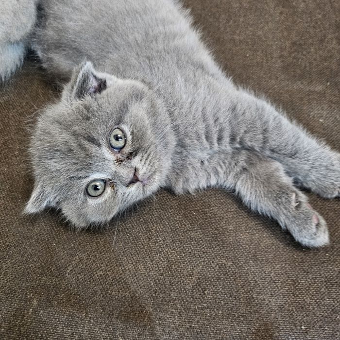 Британска късокосместа