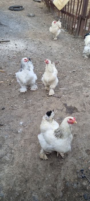 Яйцо от кур брама