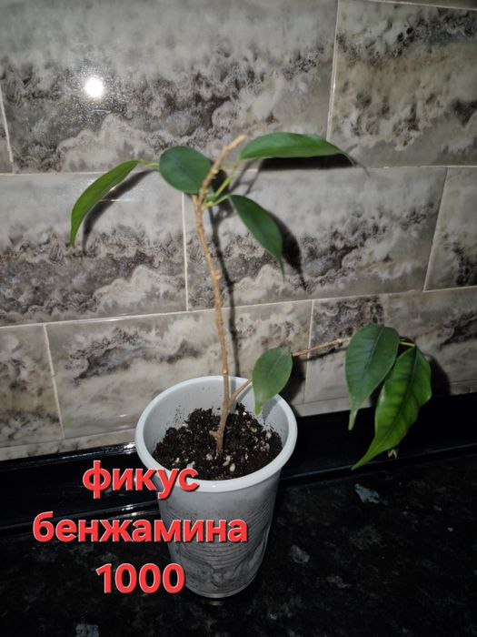 Домашние цветы и отростки