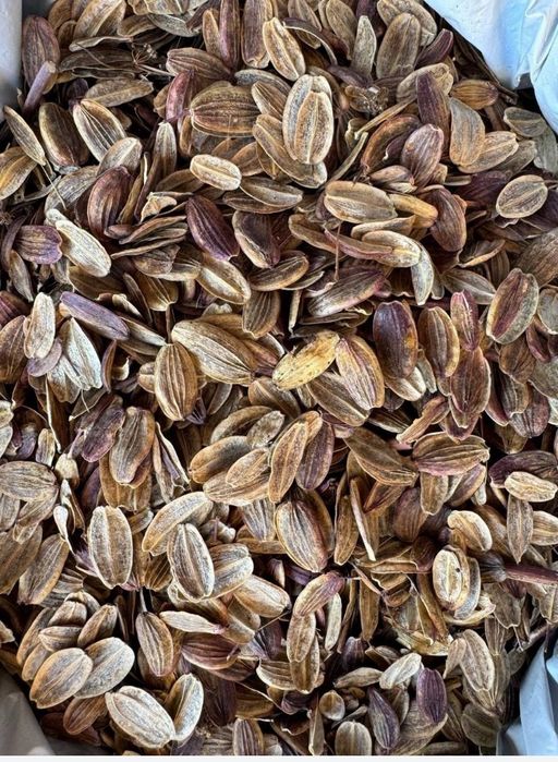 Kovrak urug arginali