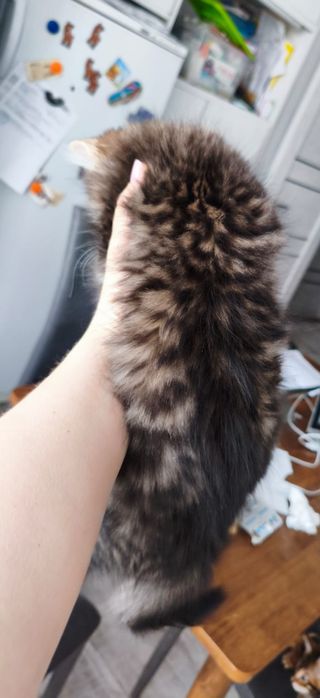 Бенгальские котята