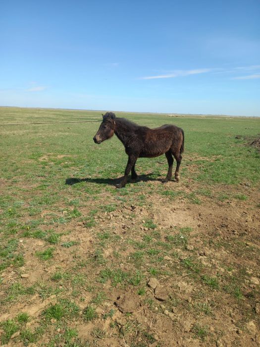 Продается тай (жеребенок) 1 год