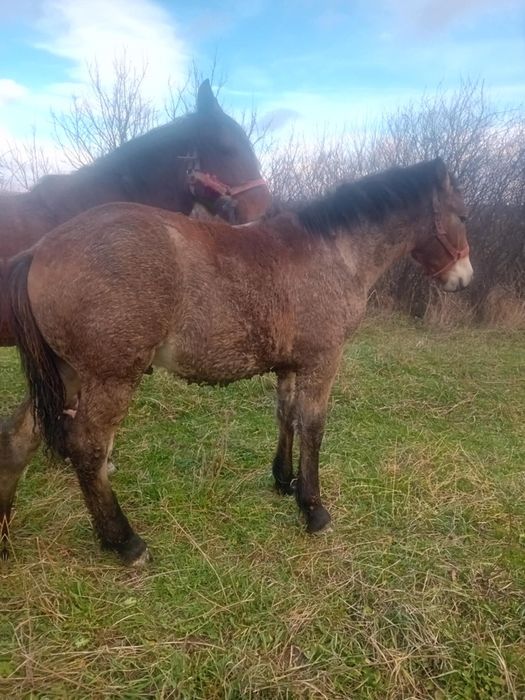 De vînzare mînz 6 luni!